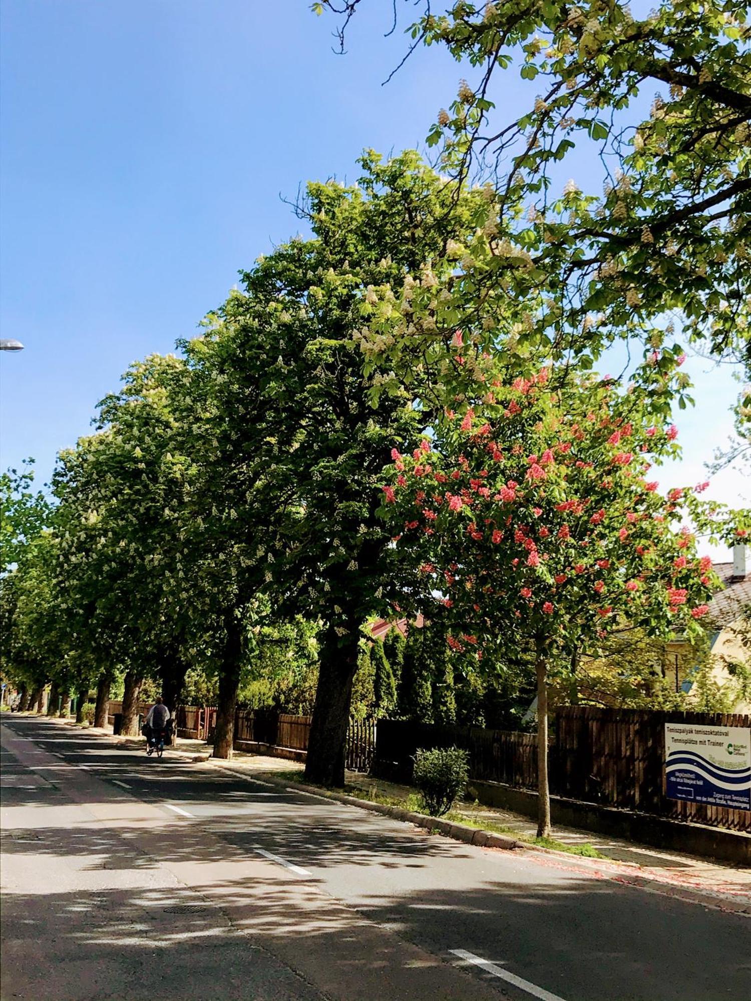 Gabi Villa Hévíz Esterno foto